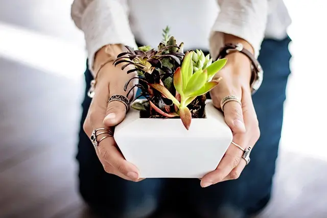 Best Indoor Plant Kits for Beginners